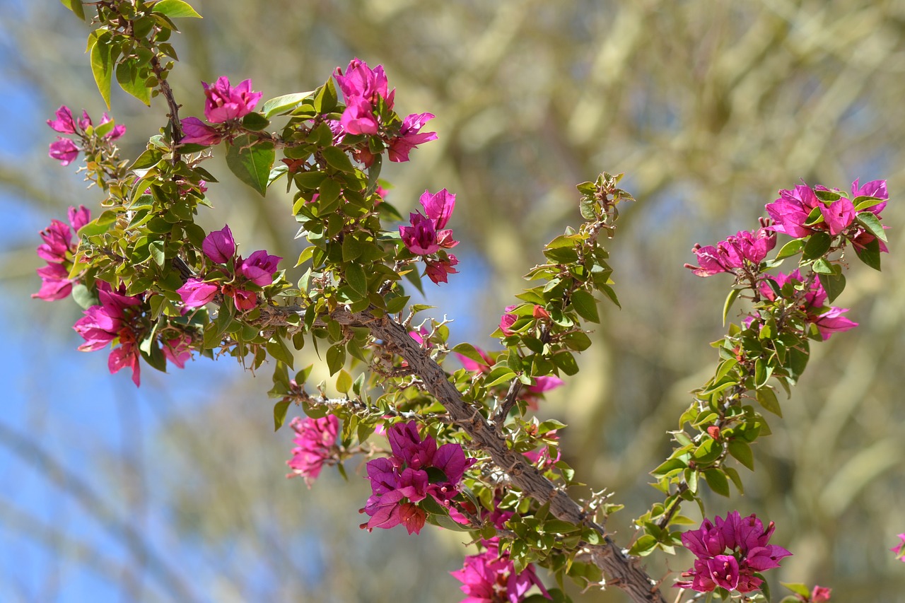 branch  flowers  pink free photo