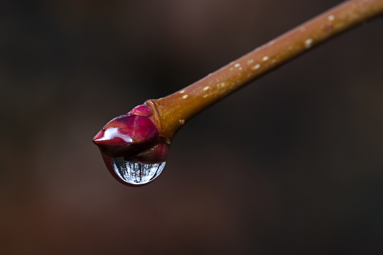 branch  drop of water  lens free photo