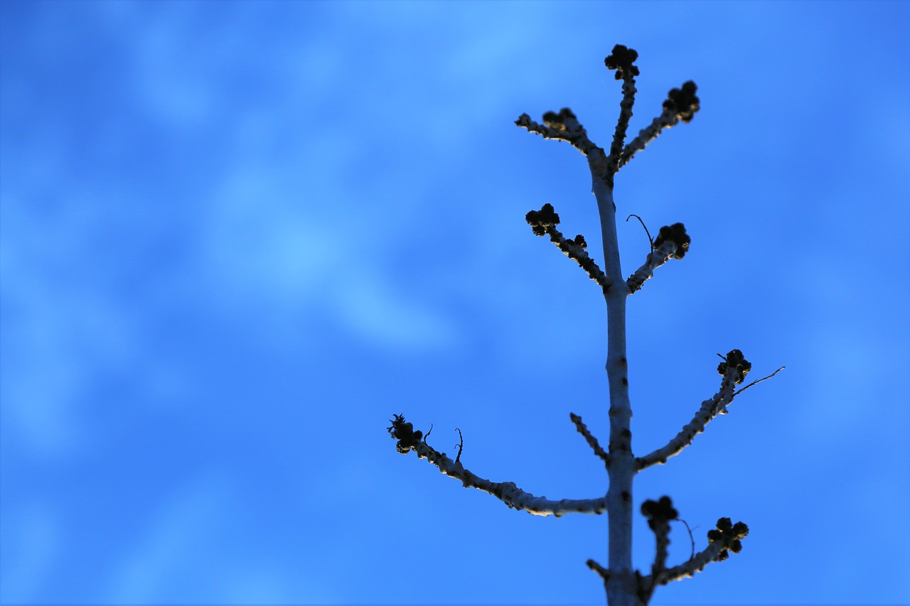 branch  bud  spring free photo