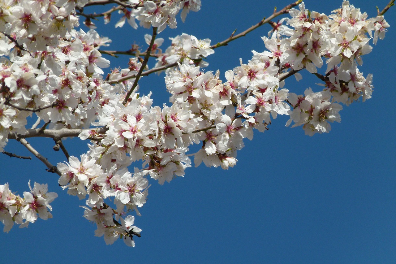 branch  almond tree  flowers free photo