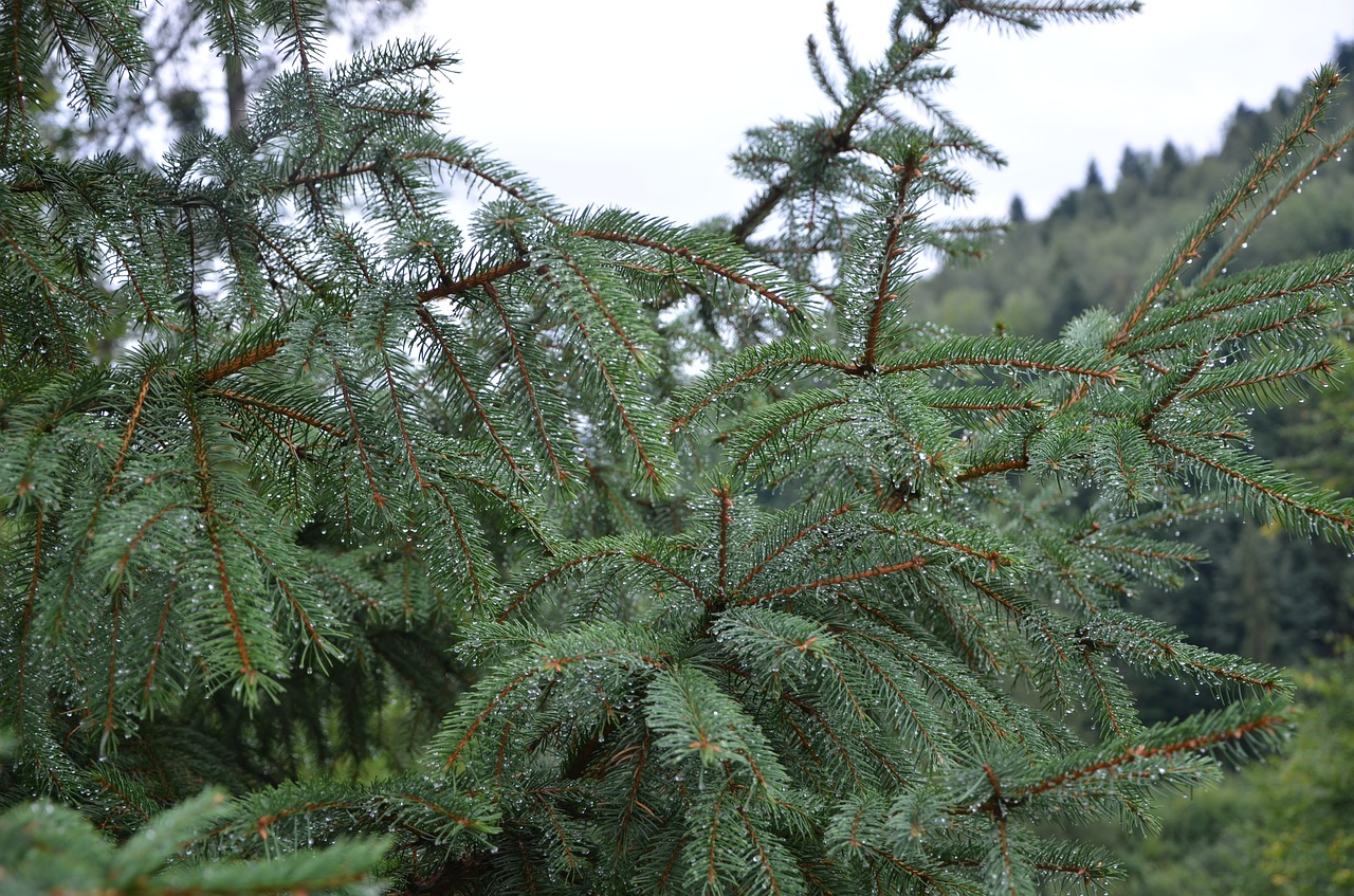 branch  needles  drops free photo