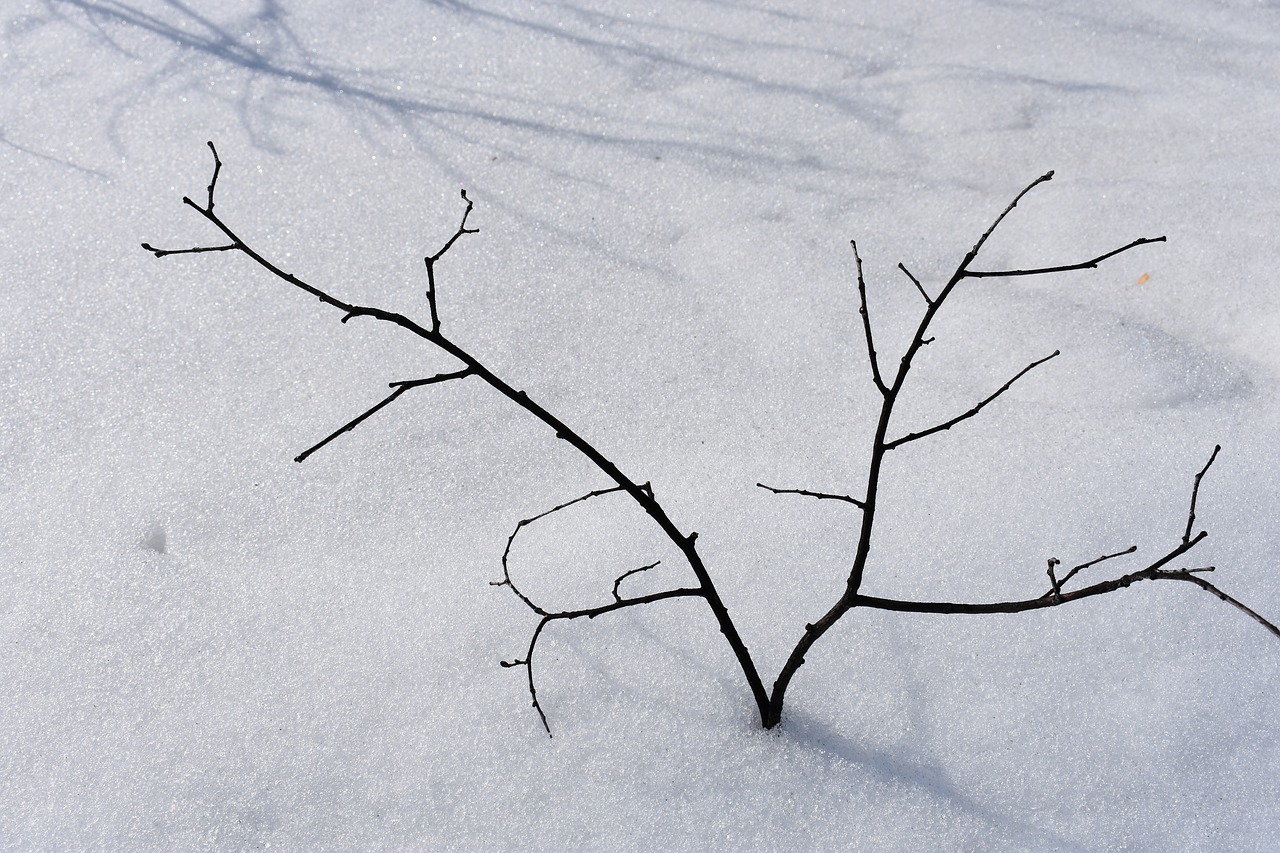 branch  snow  tree free photo