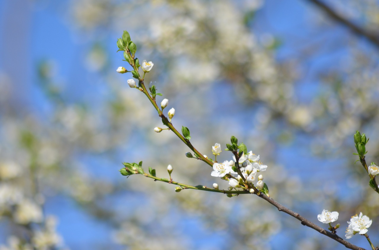 branch  tree  white free photo