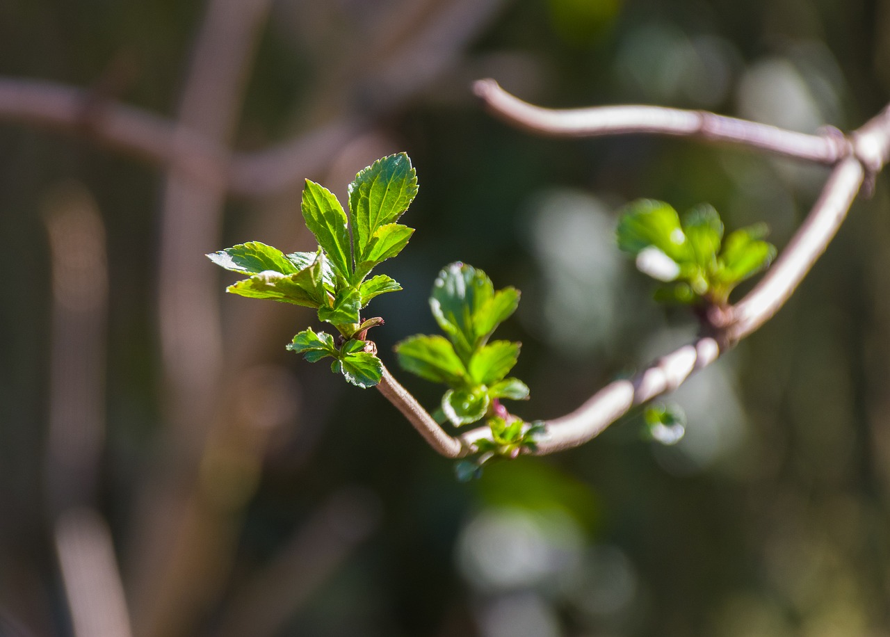 branch  leaves  green free photo