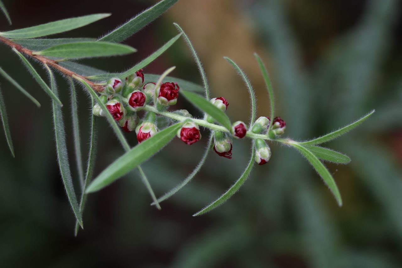 branch  green  flowers free photo