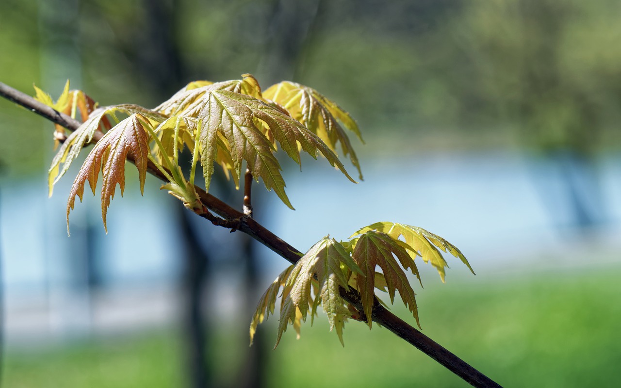 branch  twig  nature free photo