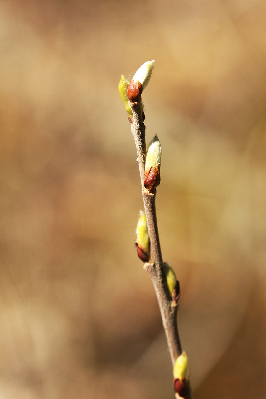 branch  bud  nature free photo