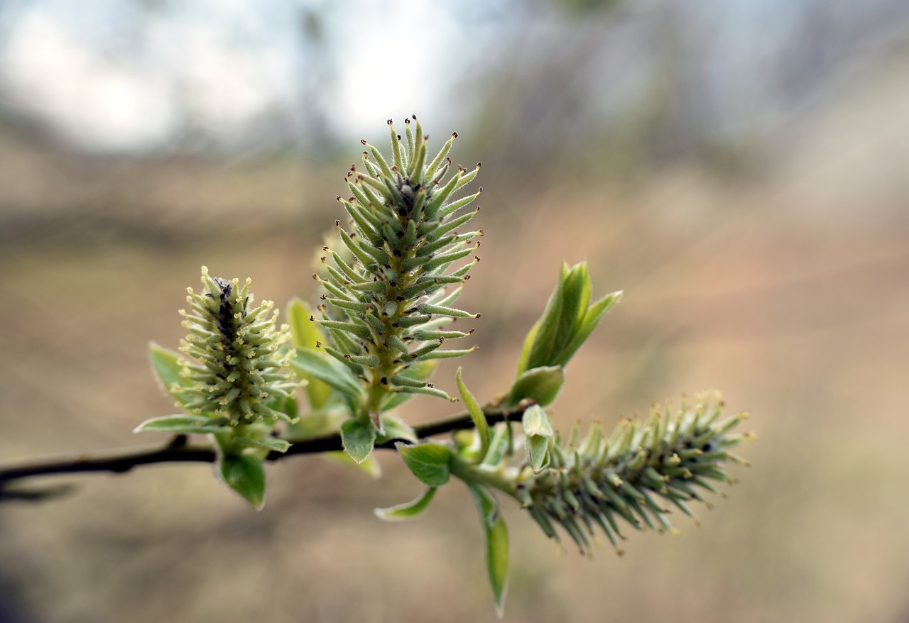 branch  green  bud free photo