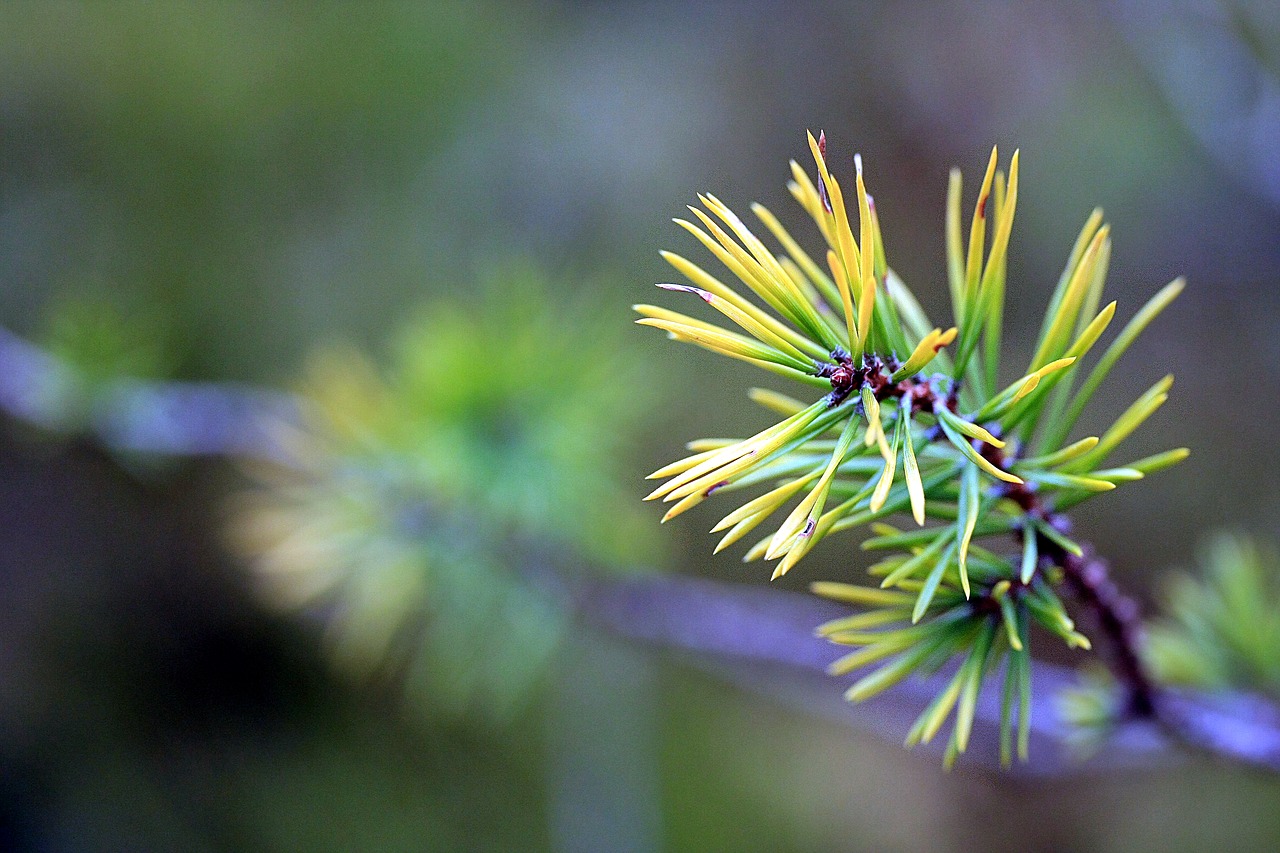 branch  spruce  fir tree free photo