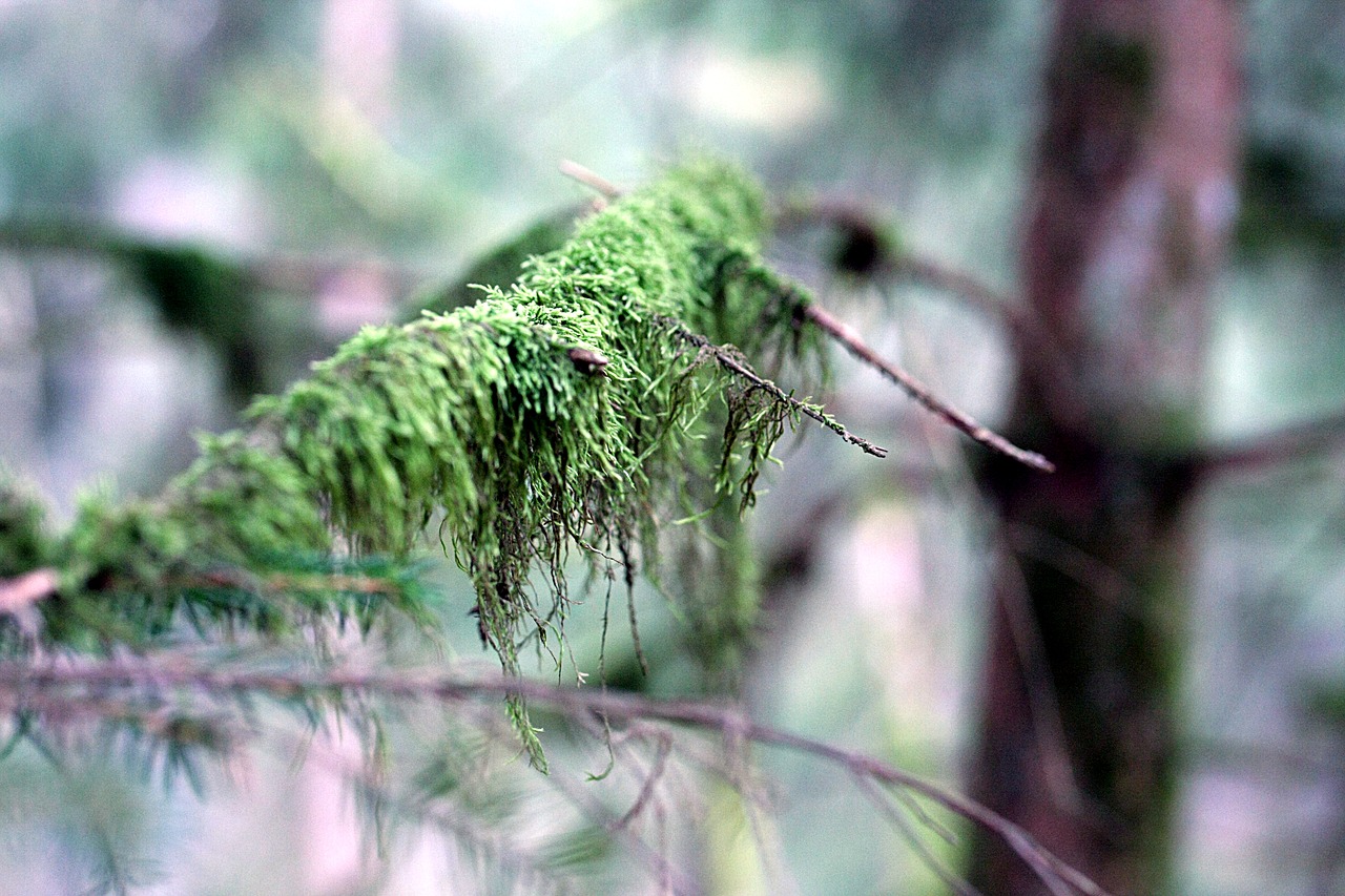 branch  moss  nature free photo