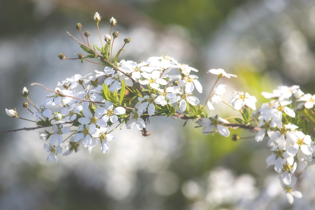 branch  bush  spring free photo