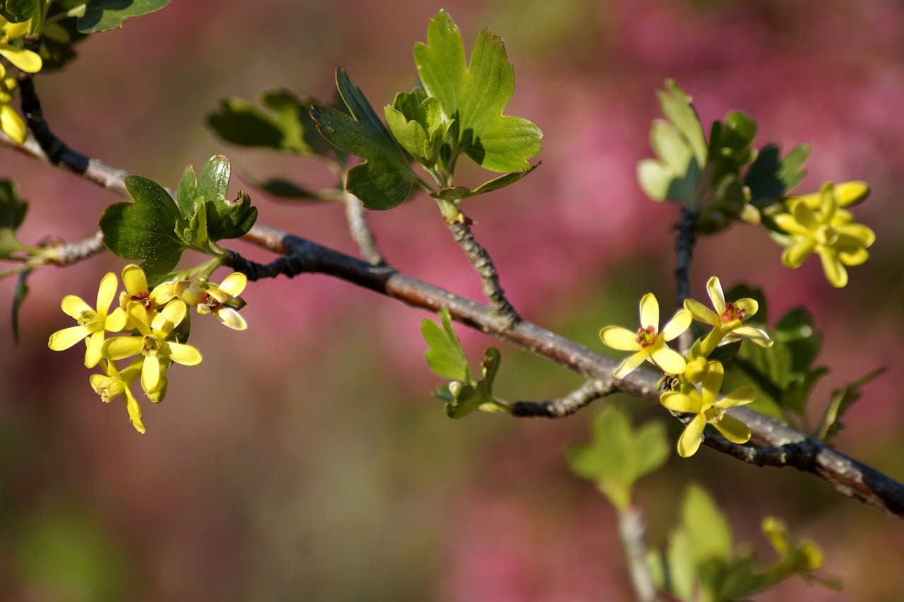 branch  spring  nature free photo