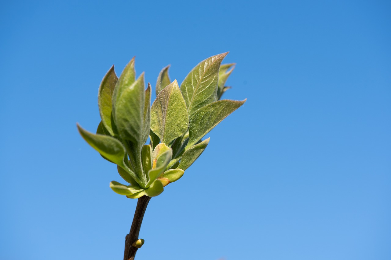 branch  green  lilac free photo