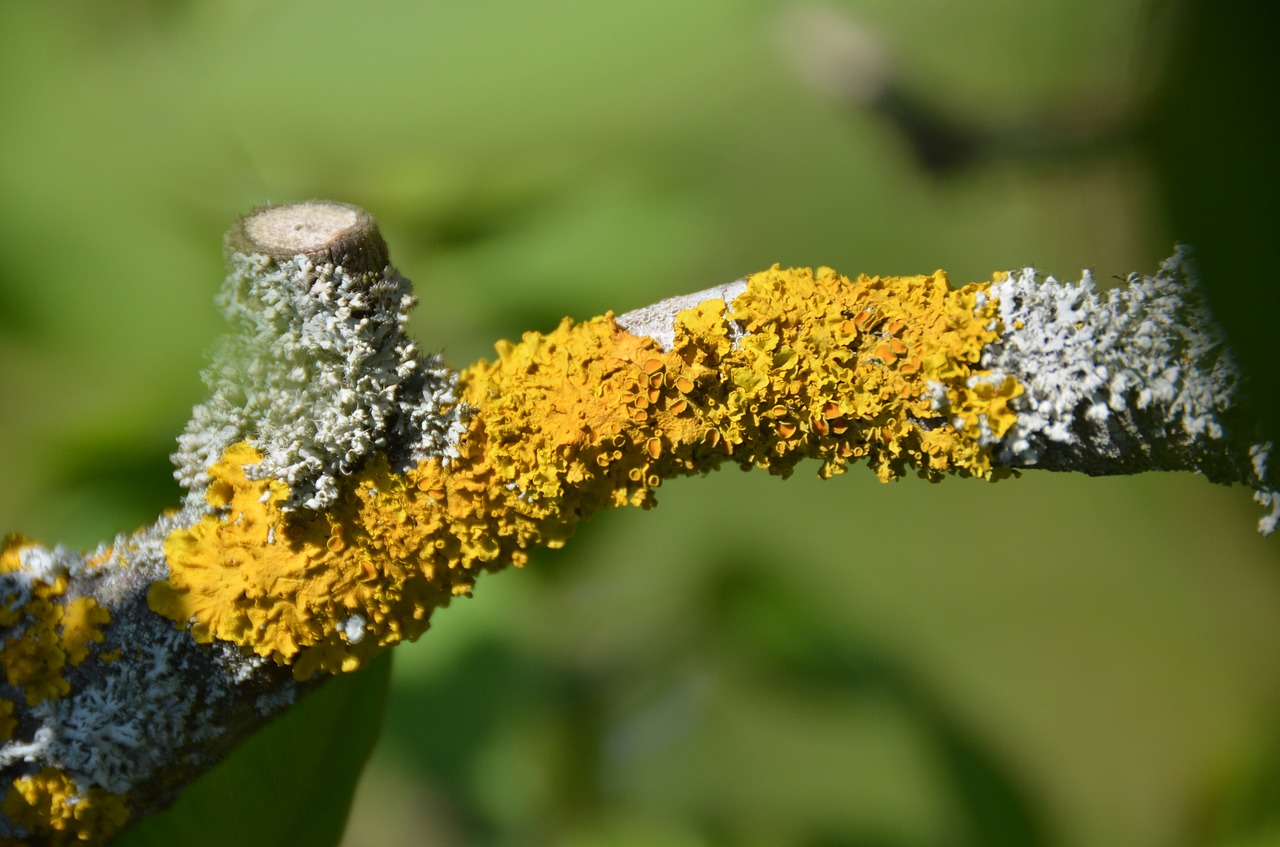 branch  tree  lichen free photo