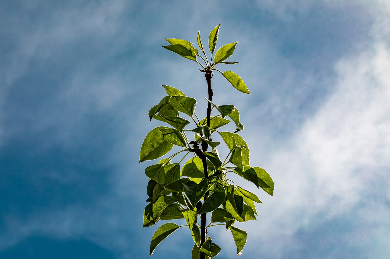 branch  leaves  tree free photo