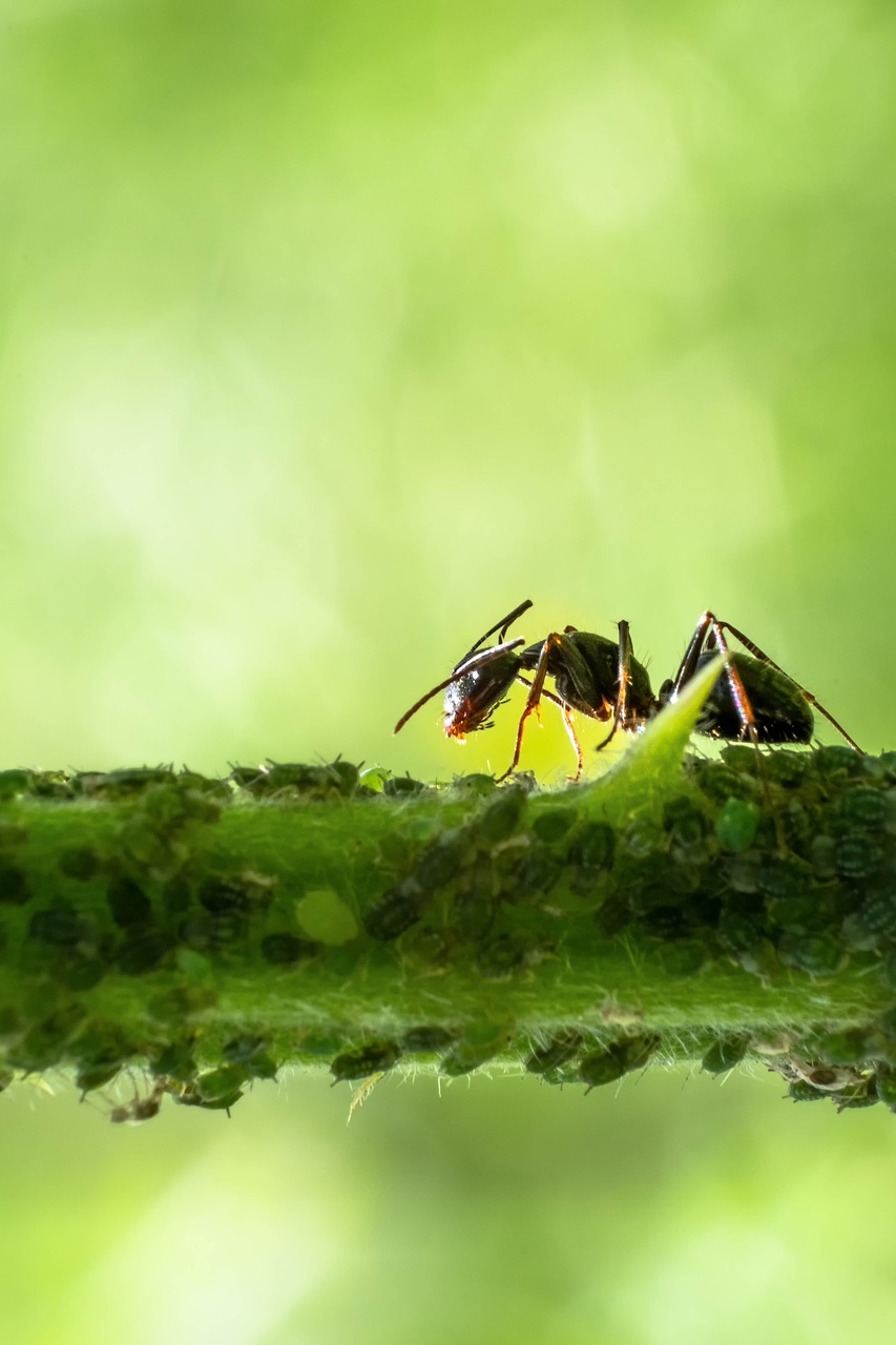 branch  ant  nature free photo