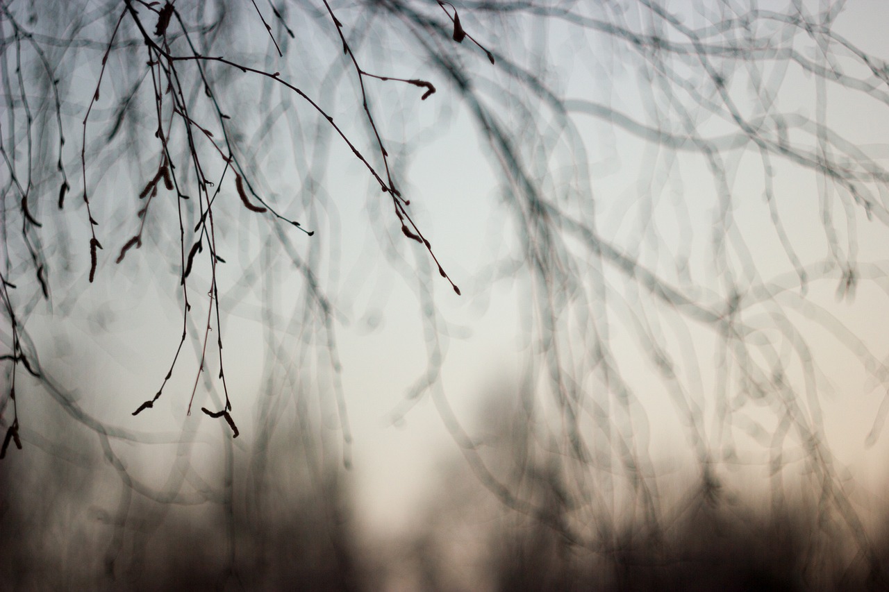 branch  tree  sky free photo