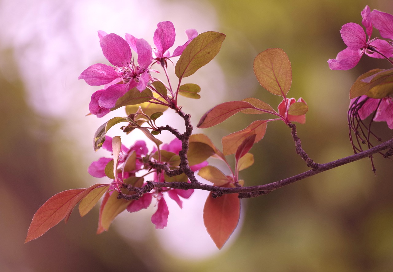 branch  flowers  pink free photo