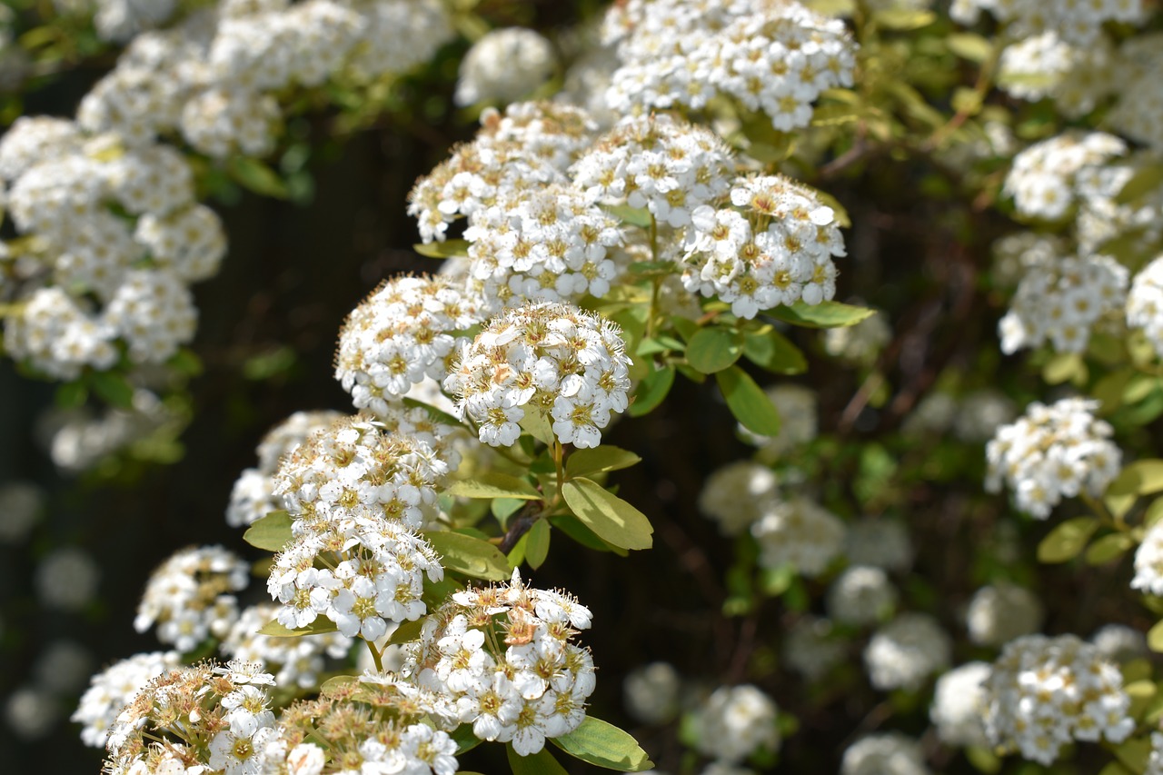 branch  flowers  white free photo