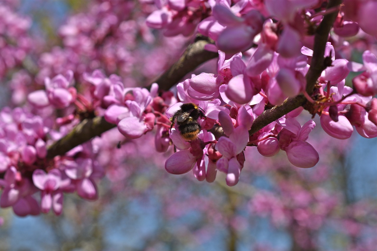 branch  flowers  pink free photo