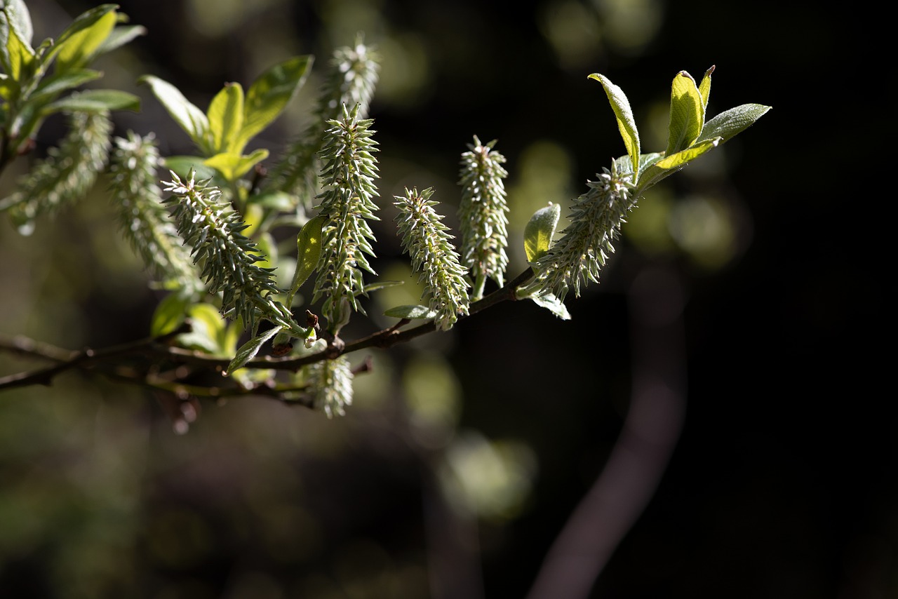 branch  green  nature free photo