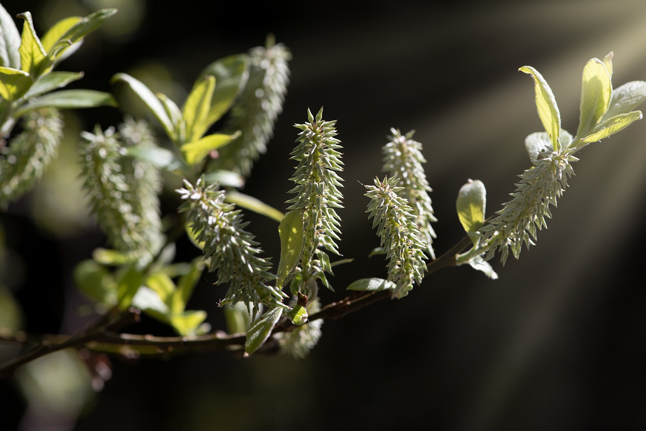 branch  spring  nature free photo