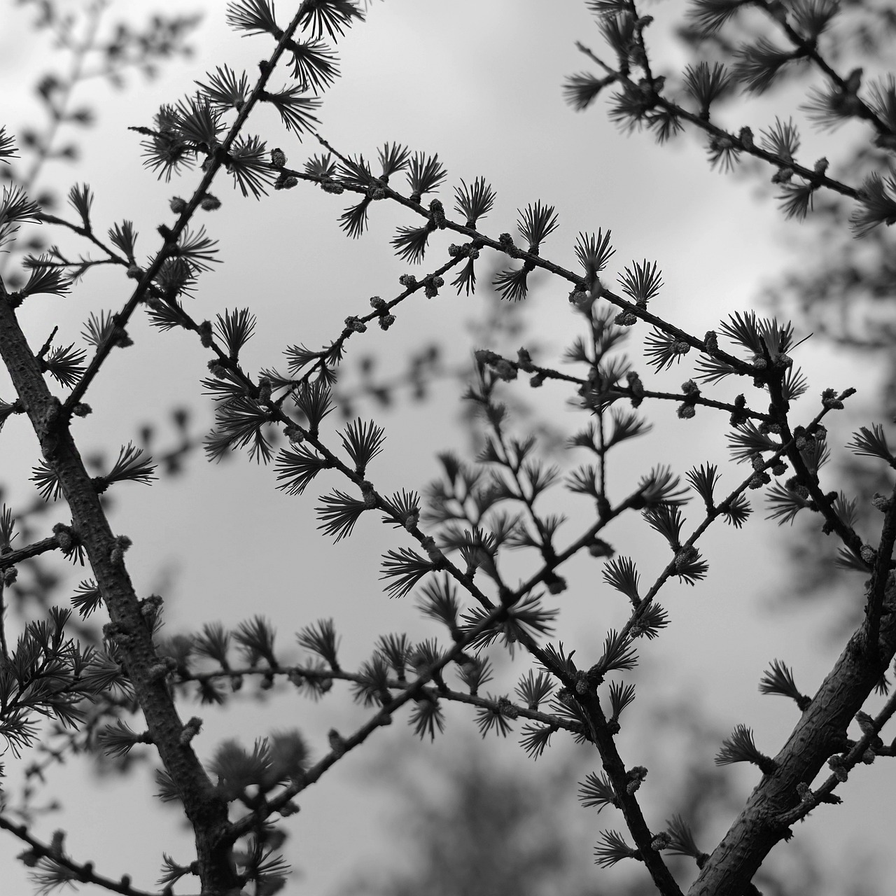 branch  bw  picture free photo
