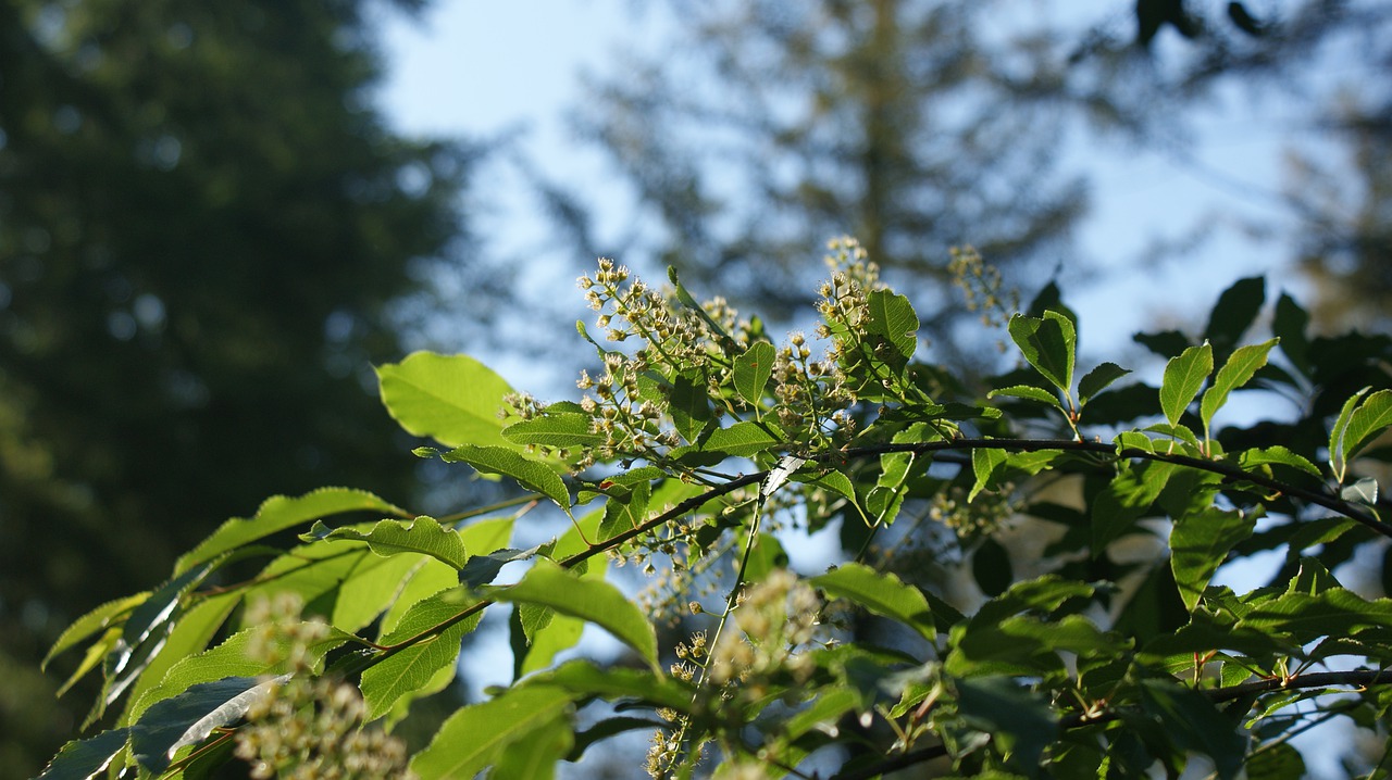 branch  flowers  white free photo