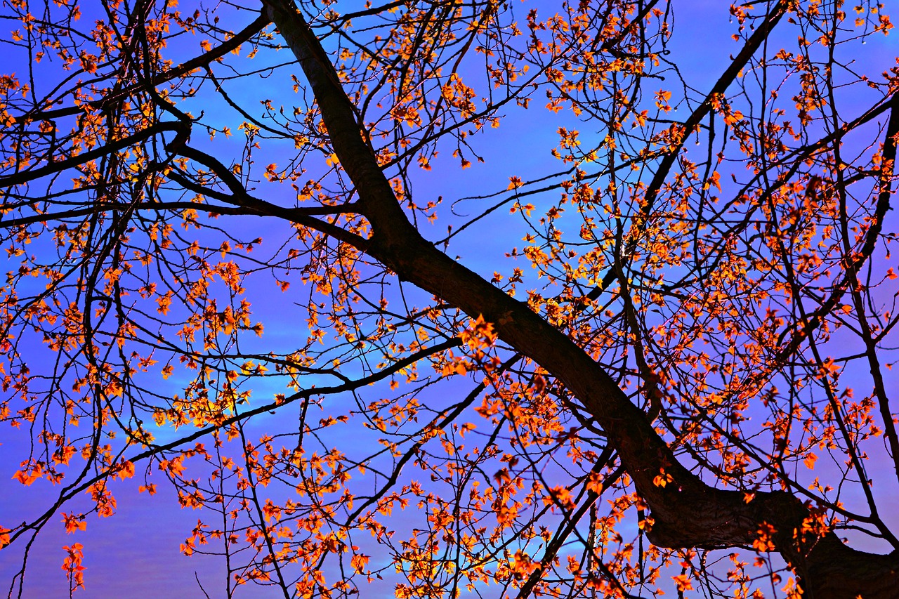 branch  leaf  foliage free photo