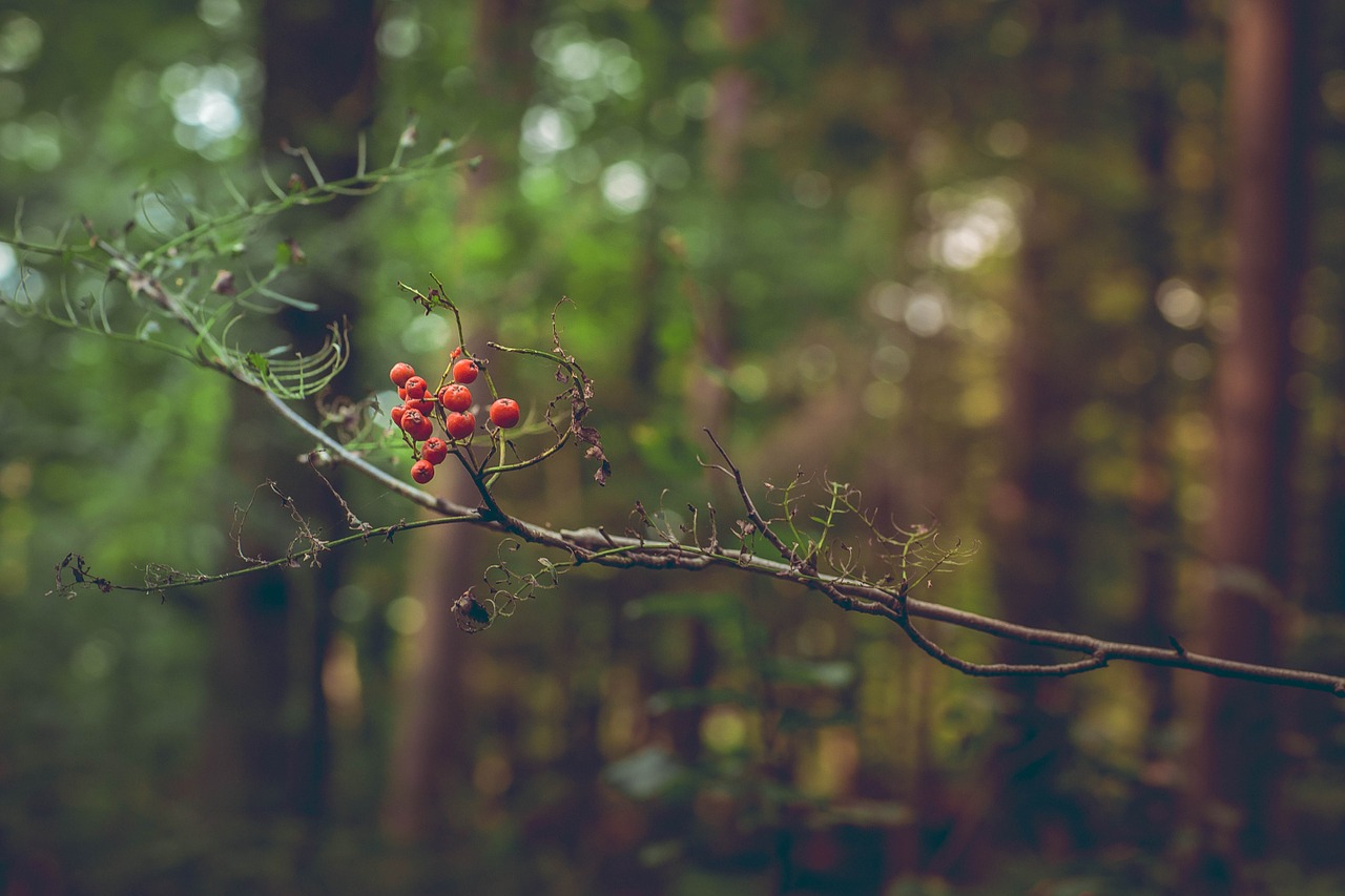 branch berries wood free photo