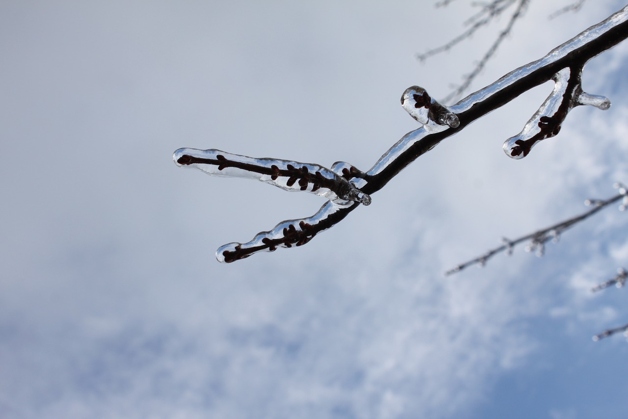 branch ice winter free photo