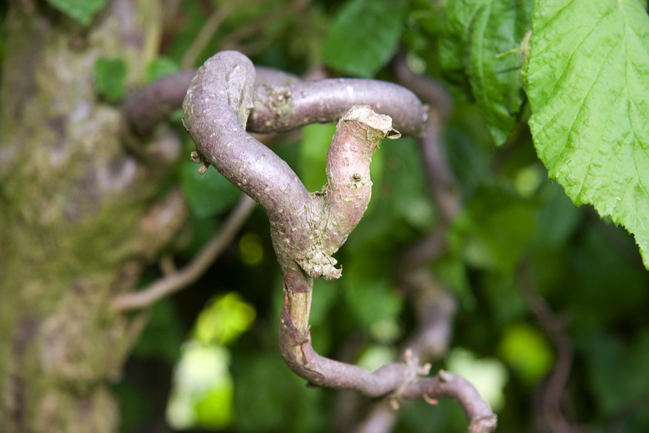 branch bush shrub free photo