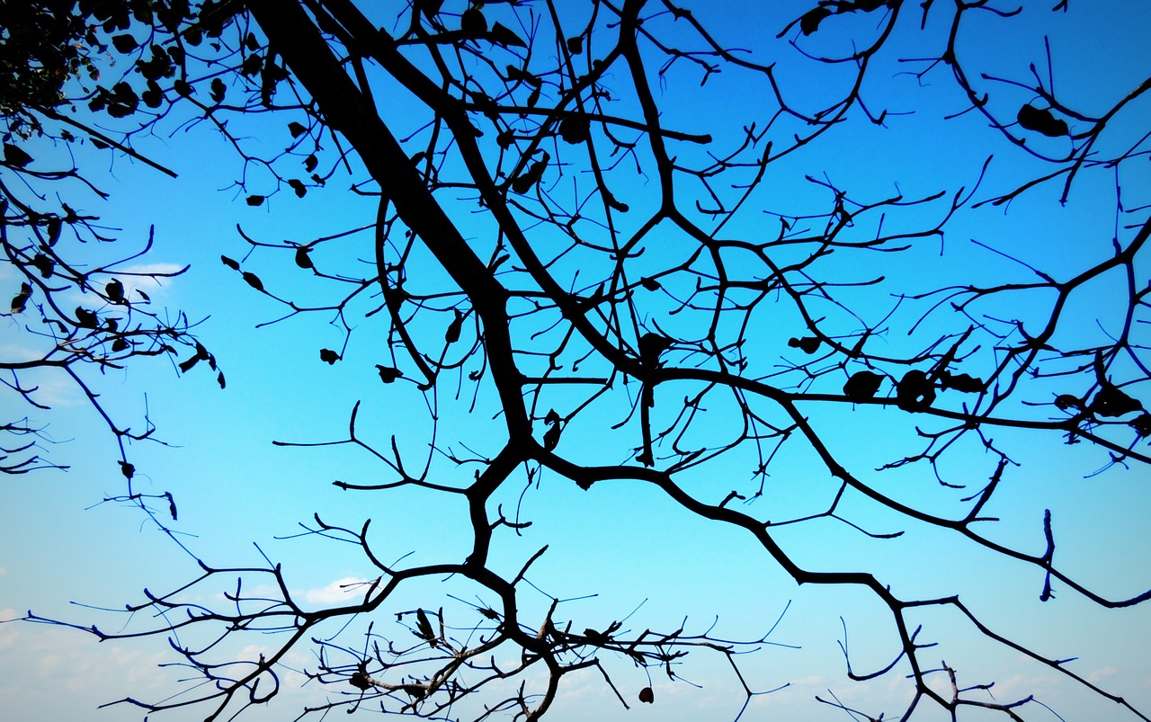 branch blue sky free photo