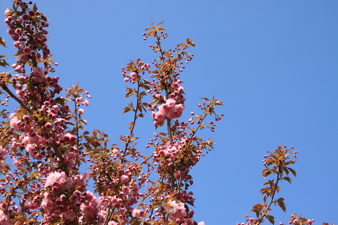 branch blossom bloom free photo