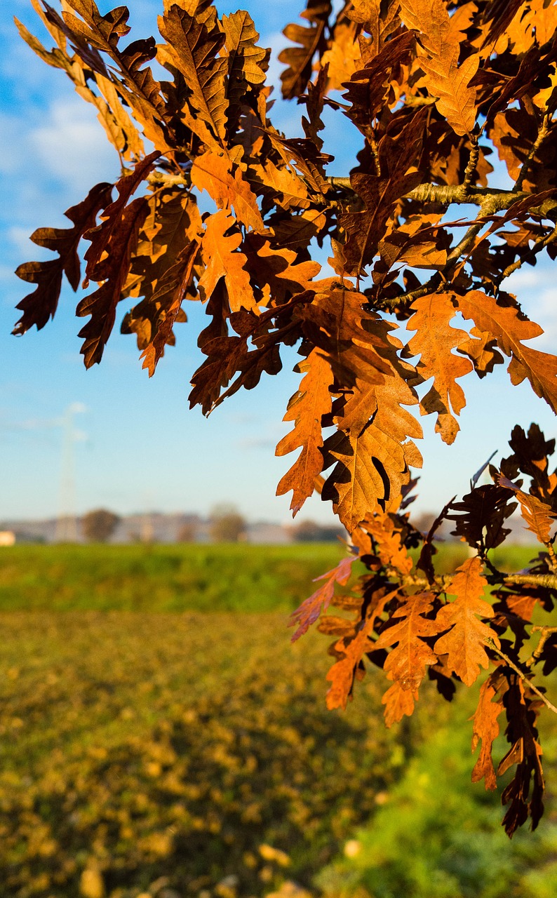 branch tree leaves free photo