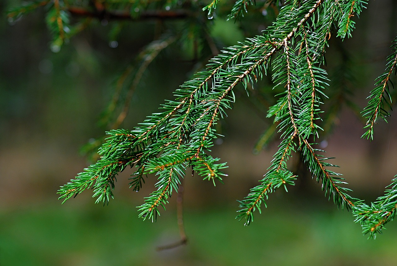 branch pulpwood made needles free photo