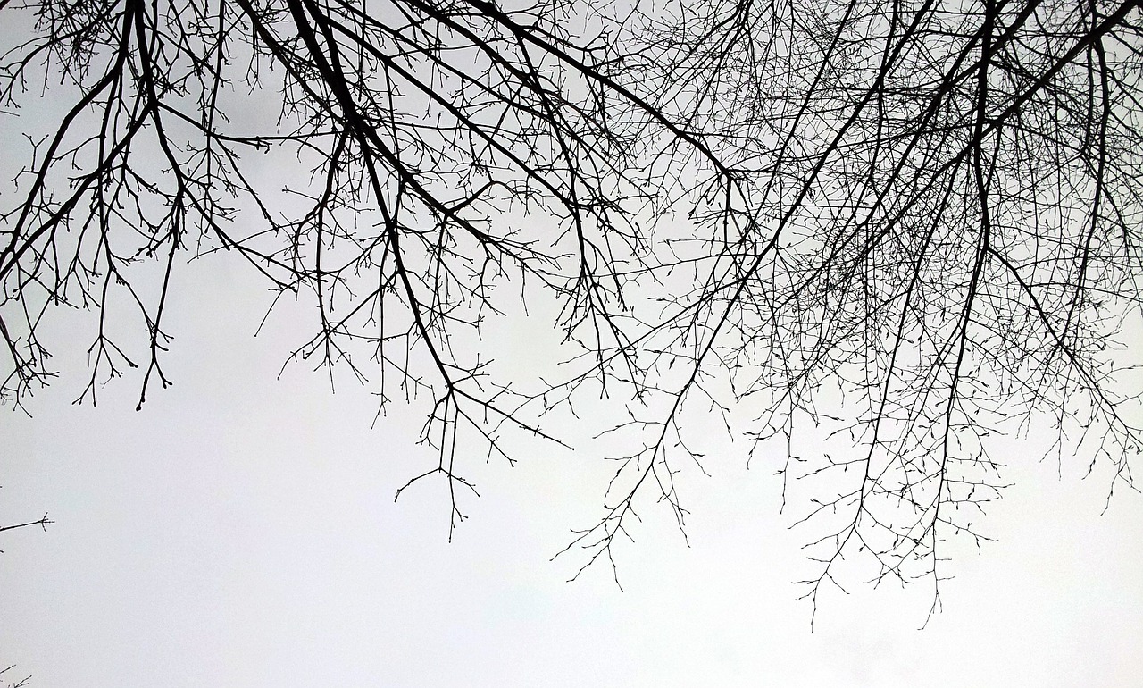 branch sky winter free photo