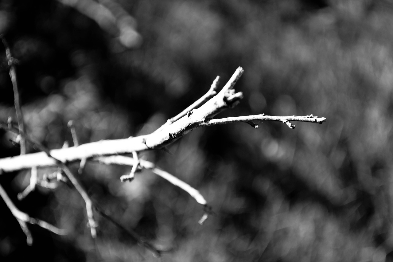 branch dry dry tree free photo