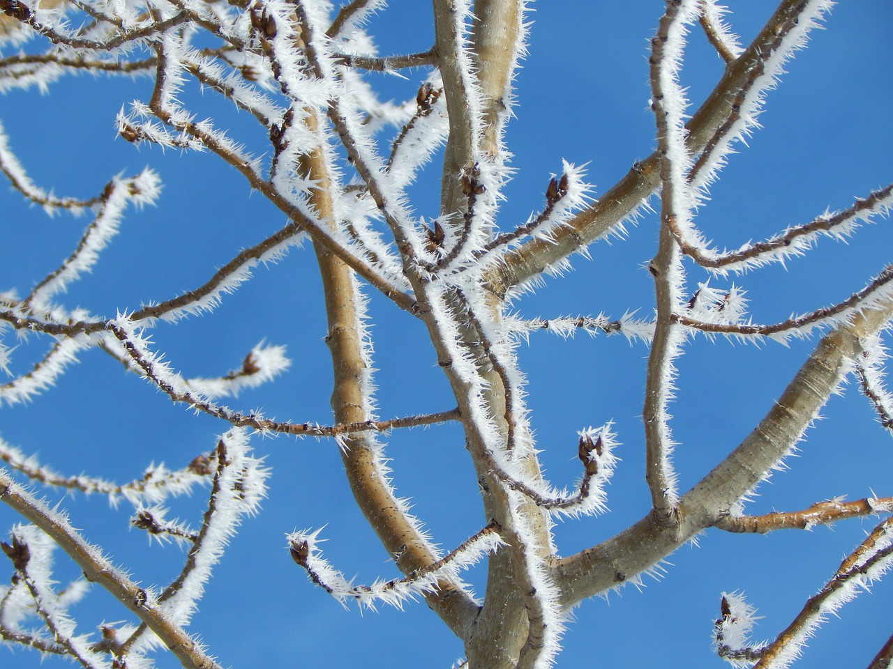 branch tree hoarfrost free photo