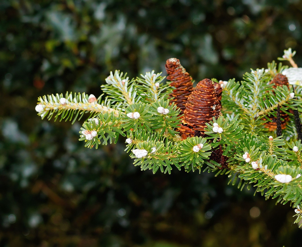 branch fir needles free photo