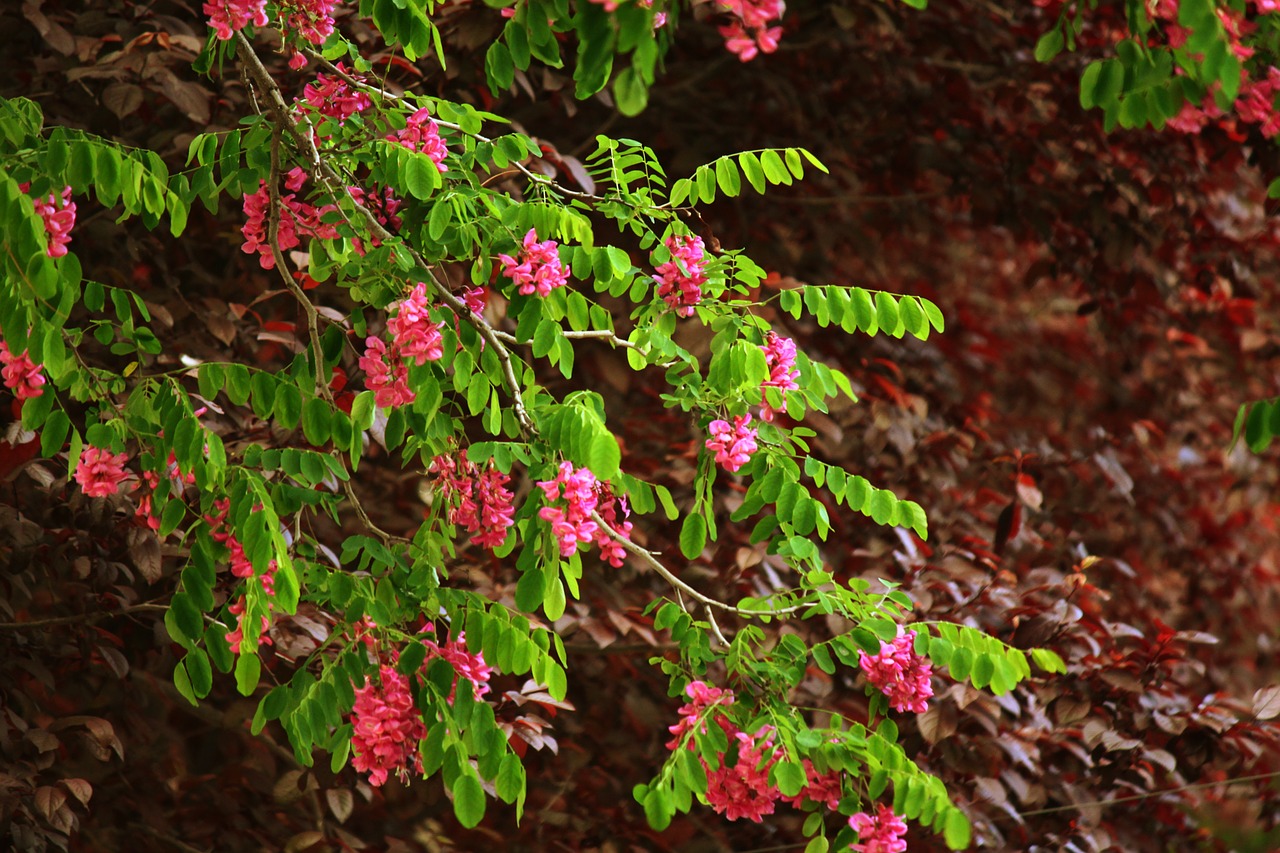 branch flowers tree free photo