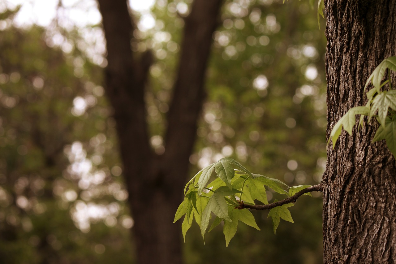 branch tree leaves free photo