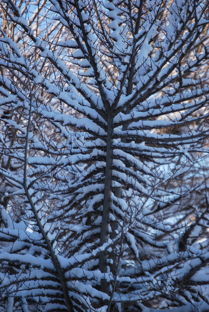 branch tree snow free photo