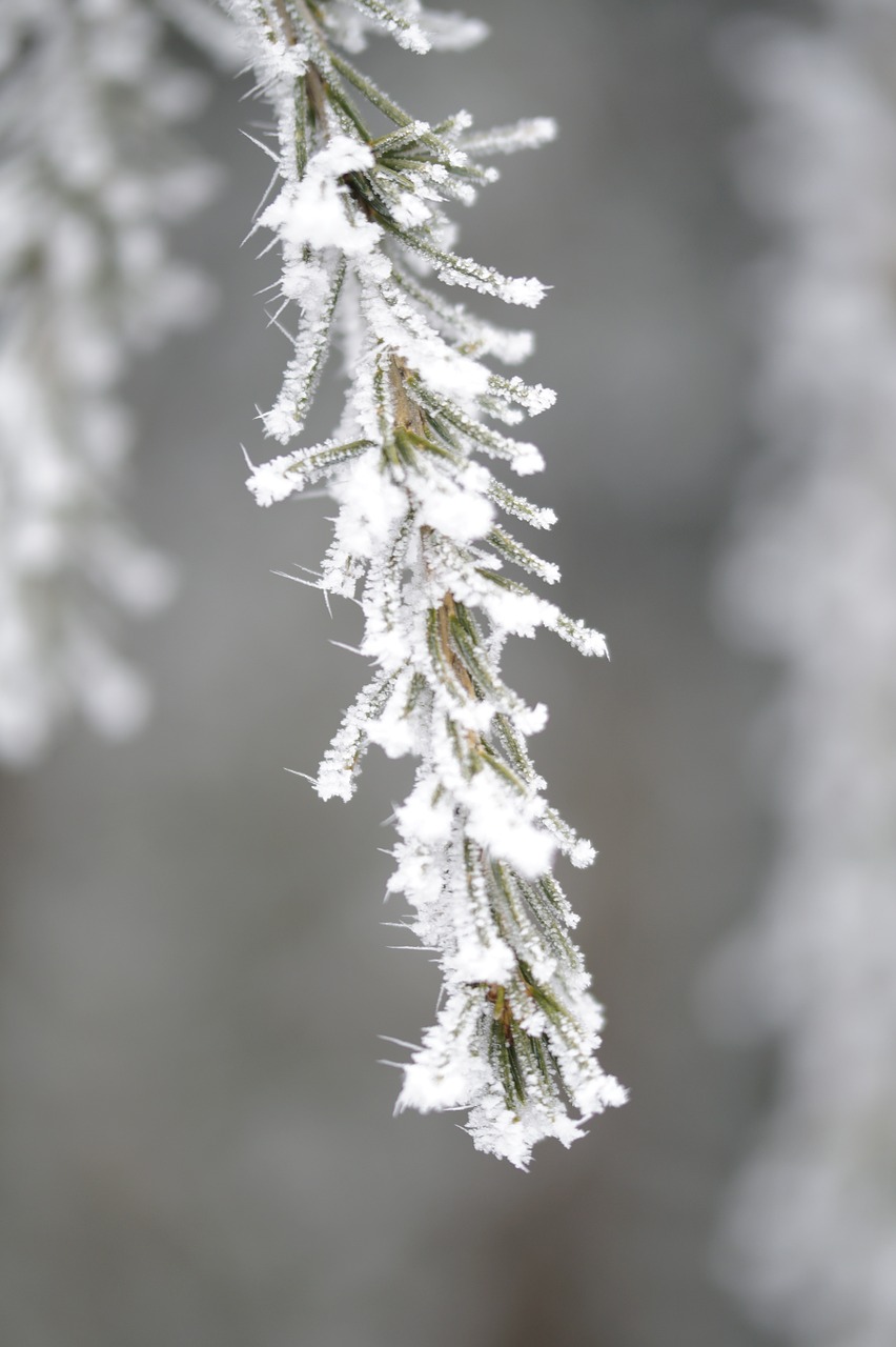 branch fir iced free photo