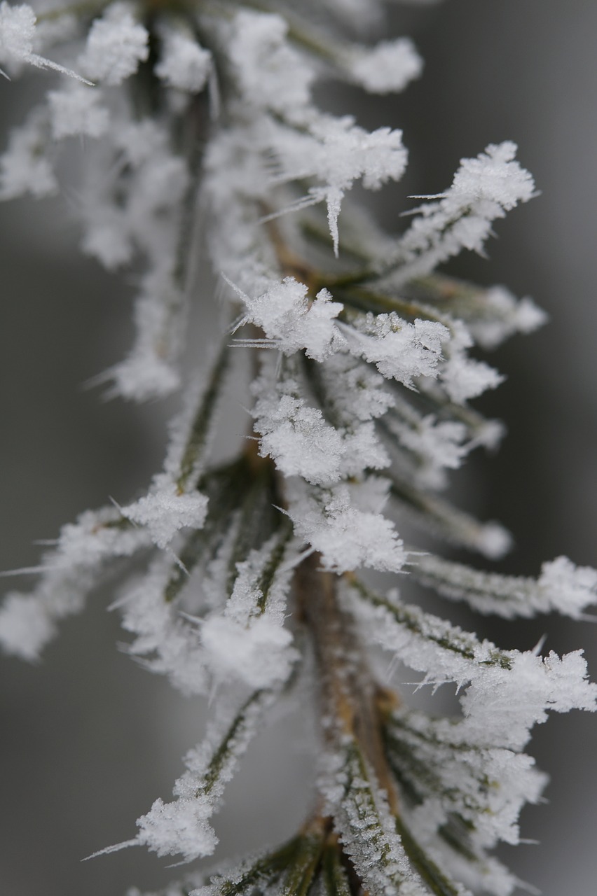 branch fir iced free photo