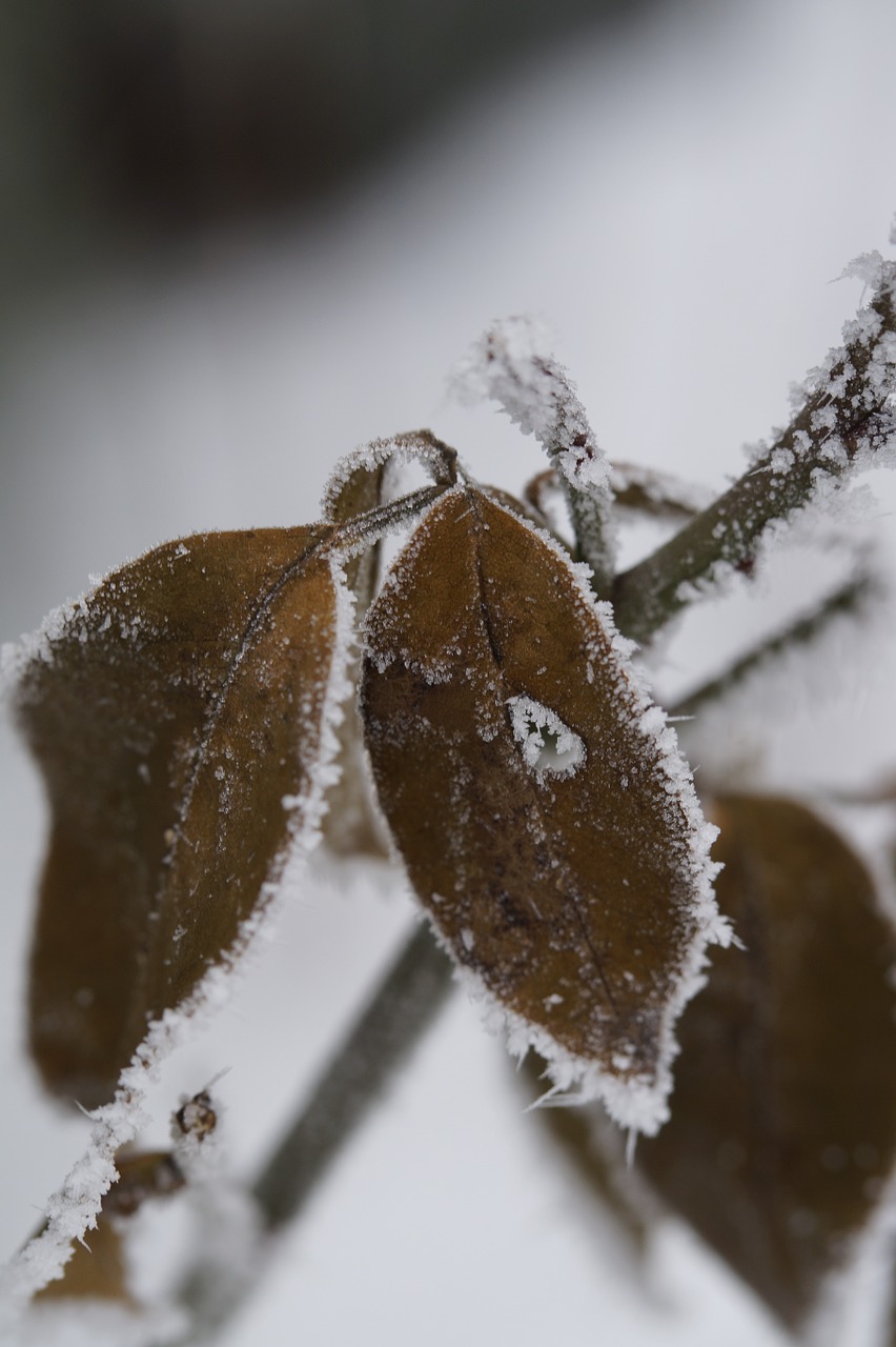 branch iced icy free photo