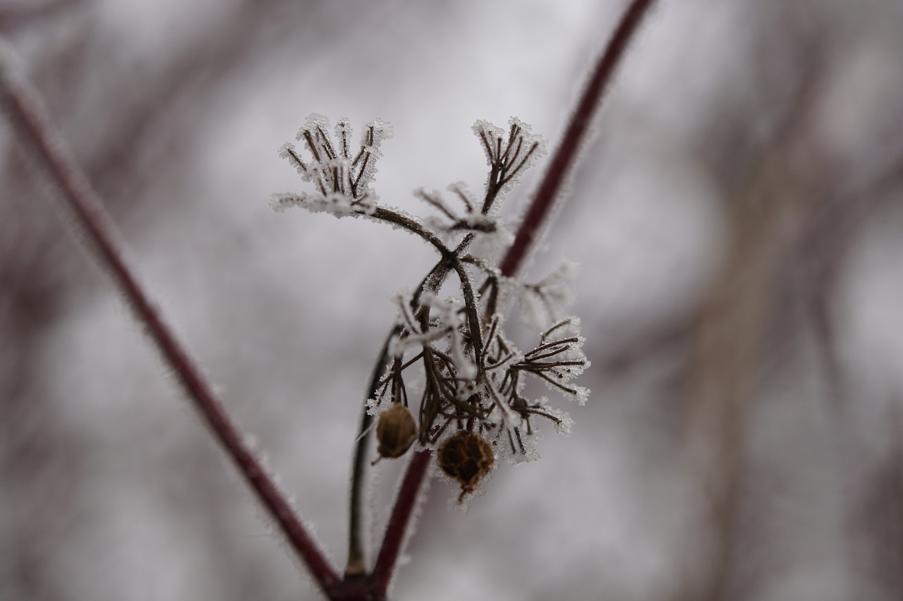 branch iced icy free photo