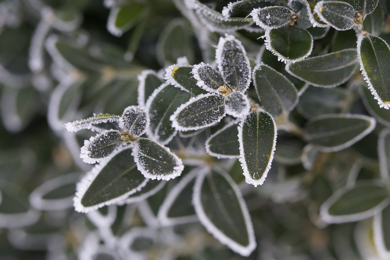 branch leaves iced free photo