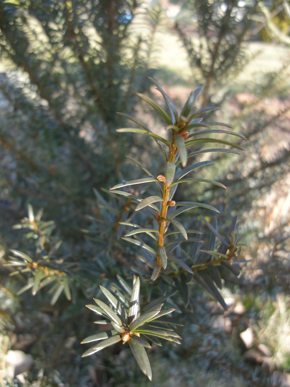 branch evergreen tree tree free photo