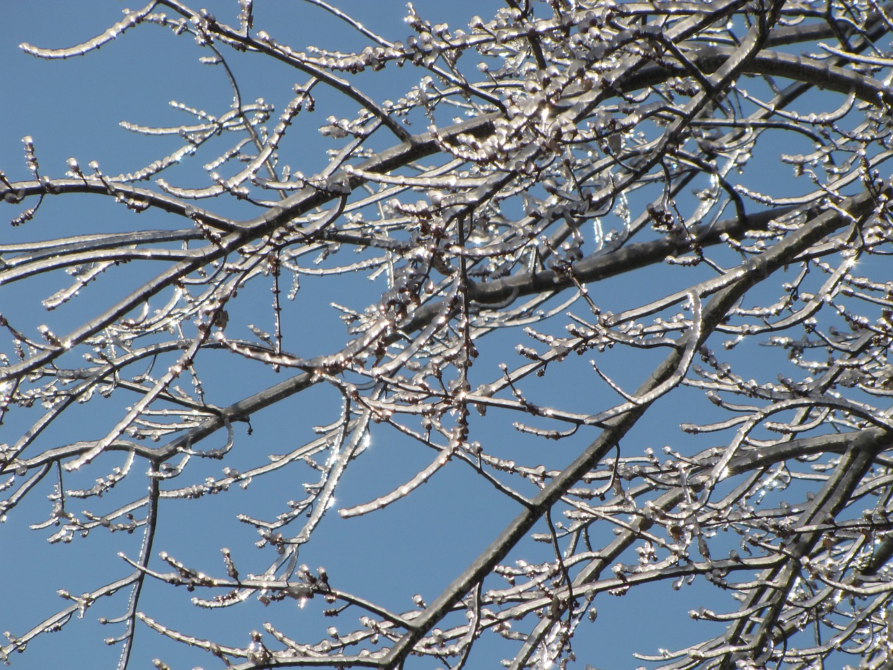 branch tree ice free photo